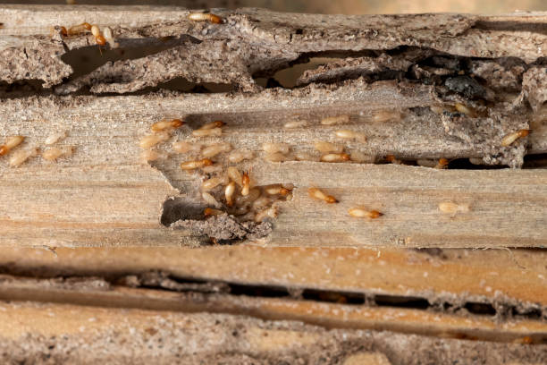 Best Pest Removal Services  in Sa Conejo, CA